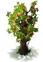 Oranger prêt à être récolté