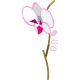 Orchidée